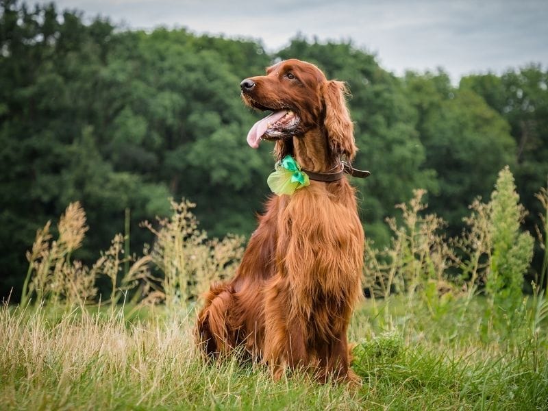 Irish Setter Dog Breed Guide: Care, training and fun facts