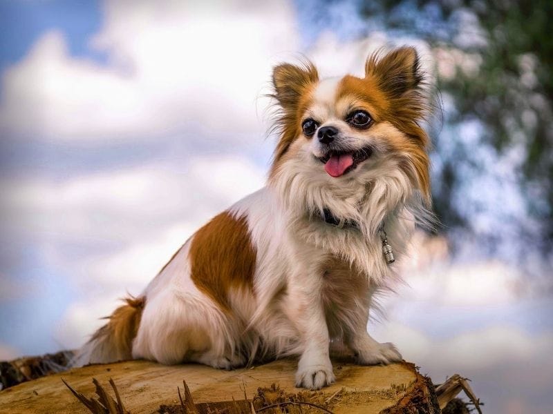 Long Coated Chihuahua Dog Breed Guide: Care, training and fun facts