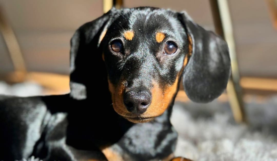 Doggy member Eddy, the Miniature Dachshund, lying down on a fluffy grey rug