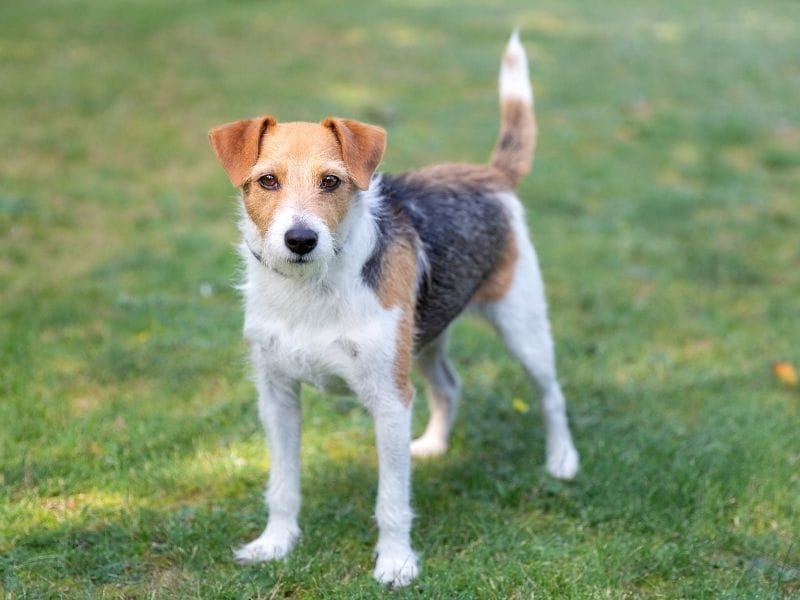Parson Russell Terrier Dog Breed Guide: Care, training and fun facts
