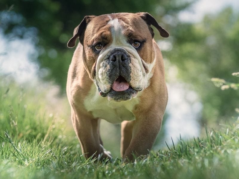 Bulldog breed guide: Care, training, and fun facts