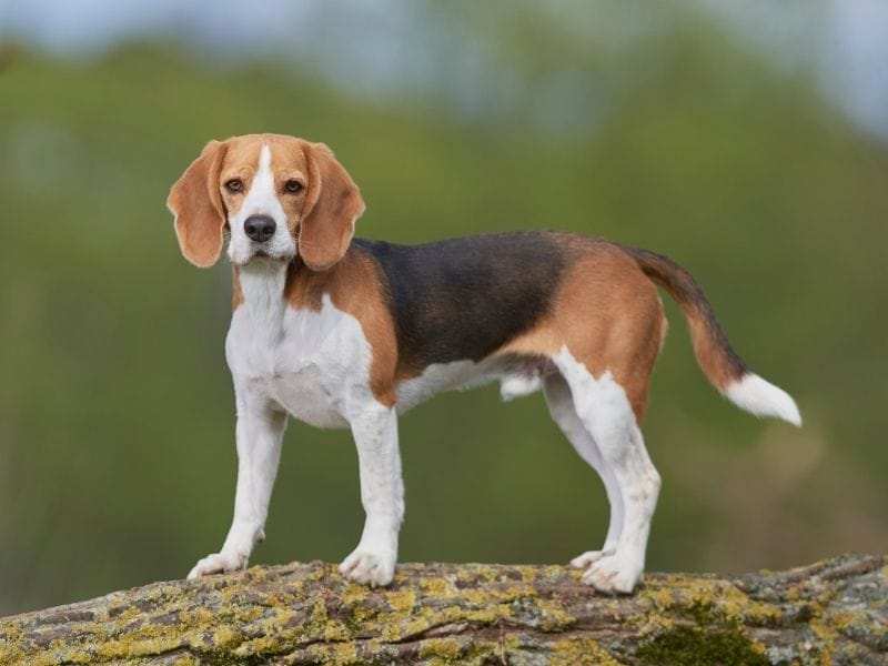 Beagle breed guide: Care, training, and fun facts
