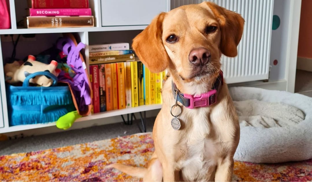 Doggy member Peanut, the Cross Breed, getting ready for another day at her dog sitters