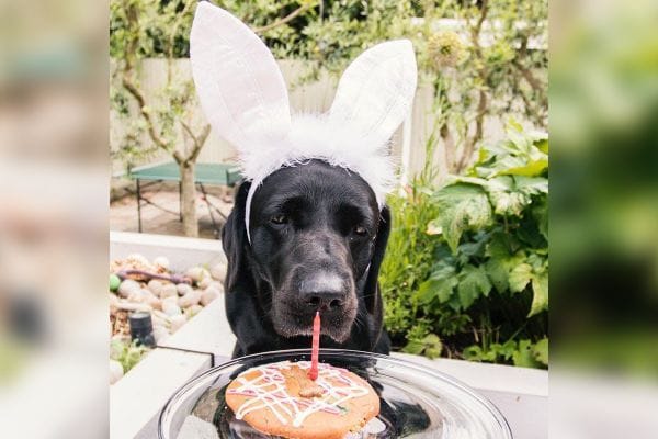 Dog friendly Places to Eat in Bromley