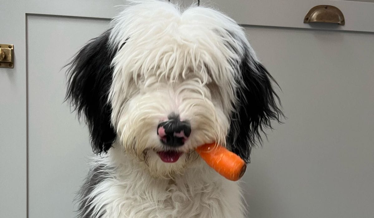 Best diet dog food for a healthy pooch