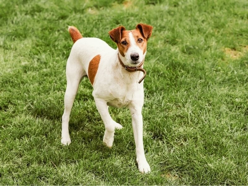 Smooth Fox Terrier Dog Breed Guide: Care, training and fun facts