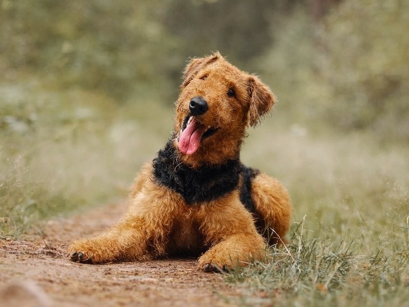 Airedale Terrier breed guide: Care, training, and fun facts