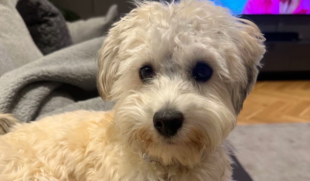 Doggy member Dexter, the Havanese, curled up on the sofa with his dog sitter