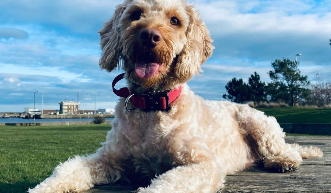 Doggy member Hunter, the Cross Breed, enjoying a break on his walk