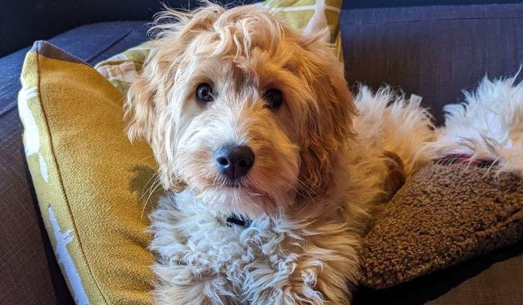 Doggy member Archie, the Cockapoo, lying on the cushions on the sofa