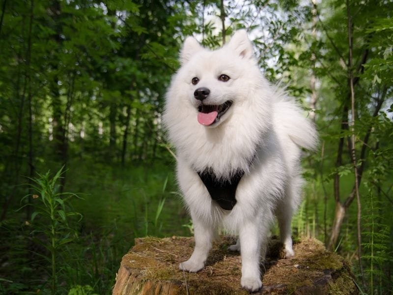 Japanese Spitz Dog Breed Guide: Care, training and fun facts
