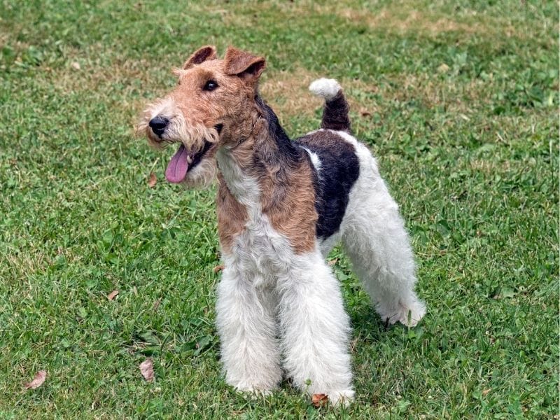 Wire Fox Terrier Dog Breed Guide: Care, Training and Fun Facts