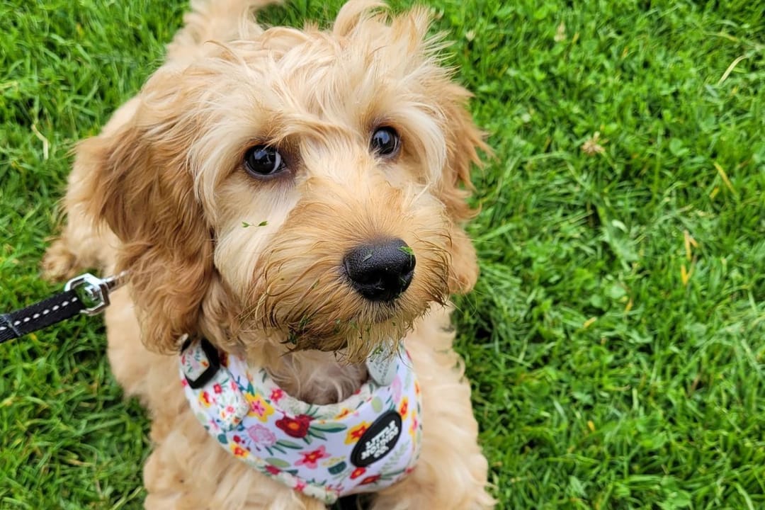 Doggy member Poppy, the Cockapoo, enjoying a walk with her borrower
