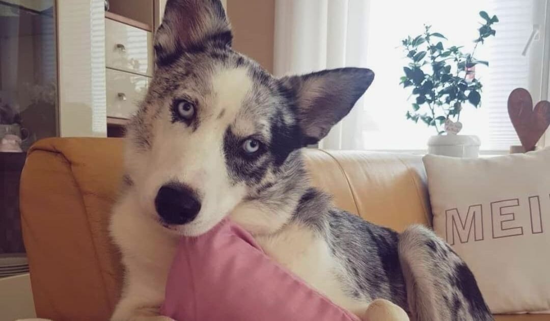 Doggy member Sam, the Cross Breed, cuddling a cushion on the sofa