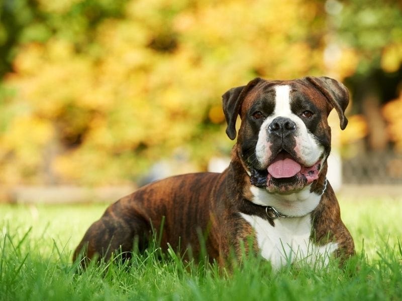 Boxer breed guide: Care, training, and fun facts