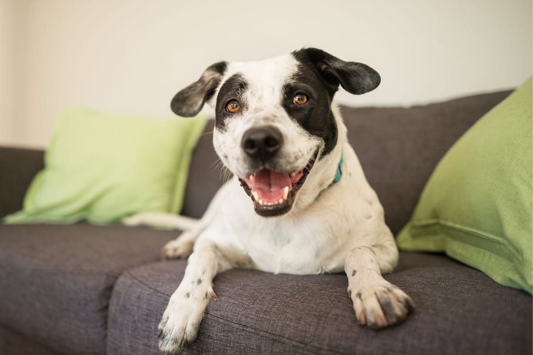 A happy cross breed dog, lies on the sofa, he is short haired, white with black speckles