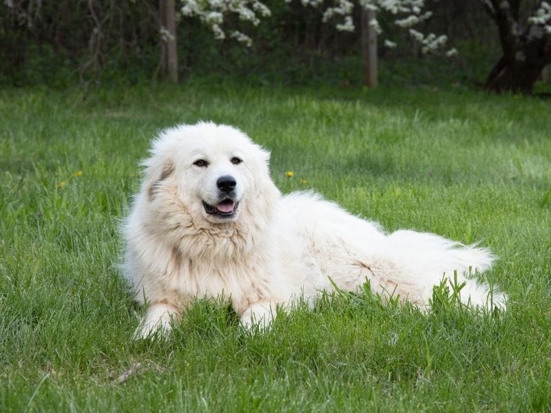 Great Pyrenees Dog Breed Guide: Care, training and fun facts