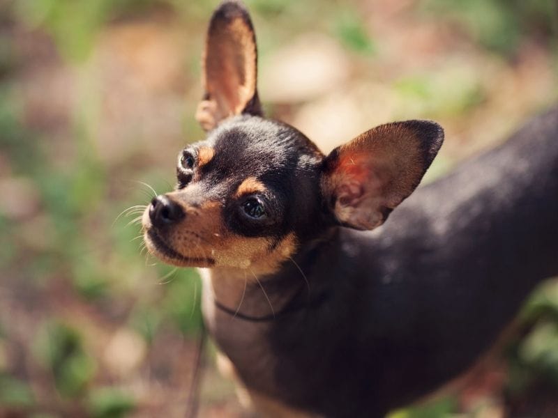 Russian Toy Terrier Dog Breed Guide: Care, training and fun facts