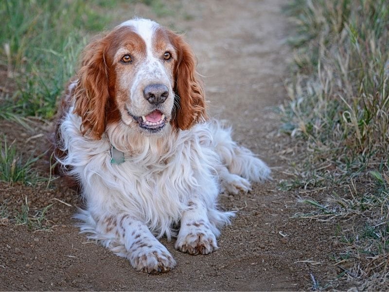 Welsh Springer Spaniel Dog Breed Guide: Care, training and fun facts