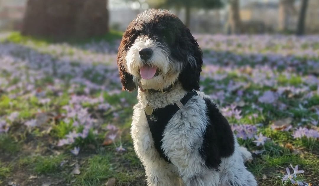 Doggy member Taika, the Sproodle, enjoying a walk in Spring