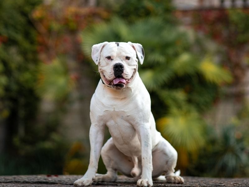 American Bulldog breed guide: Care, training, and fun facts