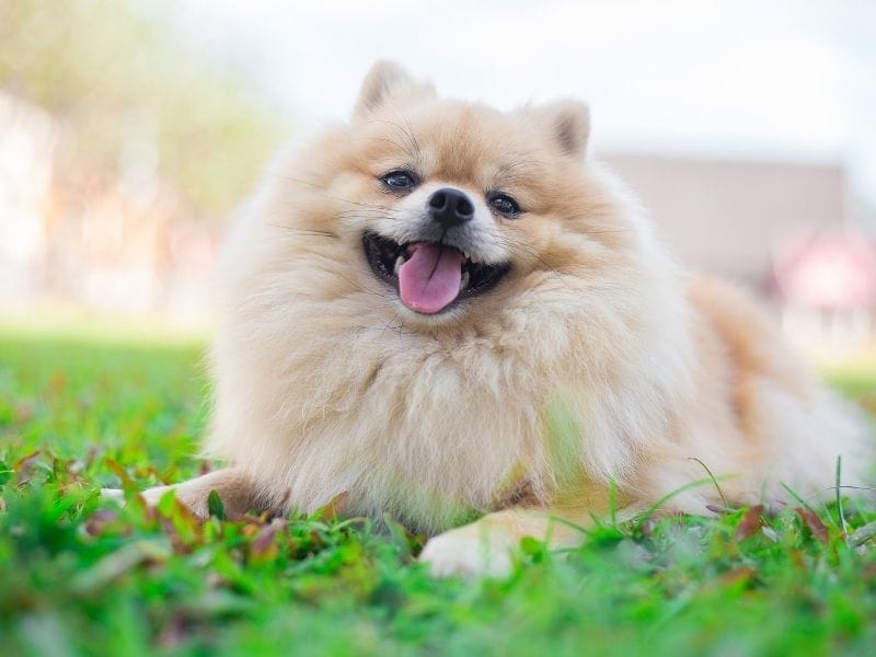 Pomeranian Dog Breed Guide: Care, training and fun facts