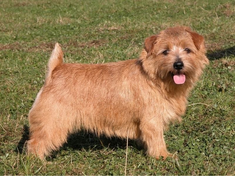 Norfolk Terrier Dog Breed Guide: Care, training and fun facts