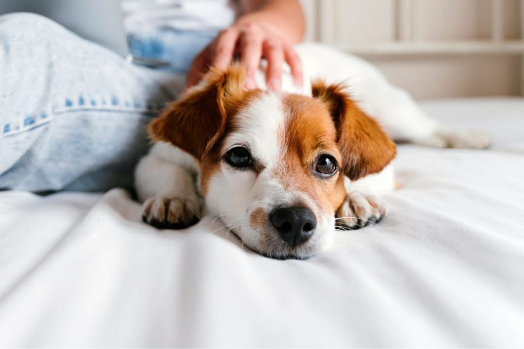 A sweet Jack Russell lying on the bed next to their borrower enjoying some pets