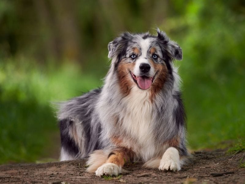 Australian Shepherd breed guide: Care, training, and fun facts