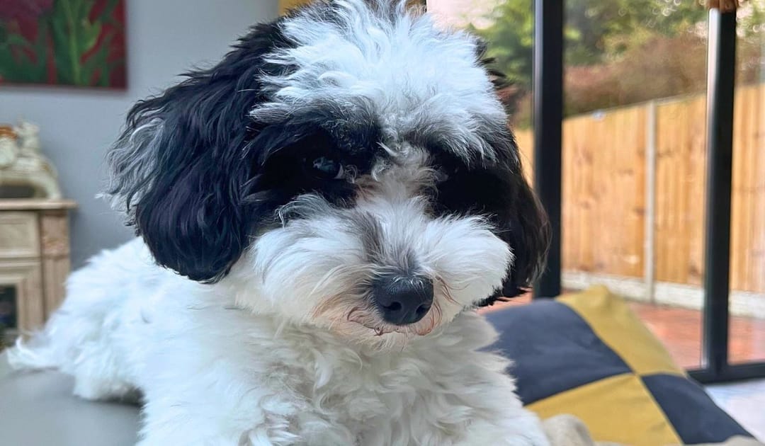 Doggy member Panda, the Maltipoo, chilling on the sofa after a fun day at their borrowers