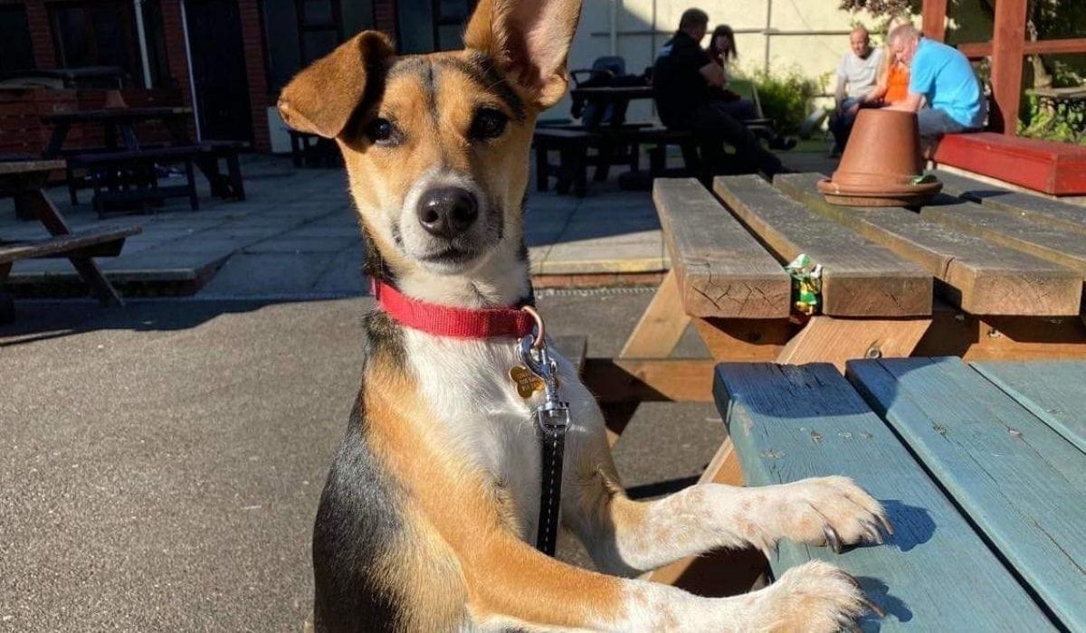 Dog Friendly places to eat in Devon