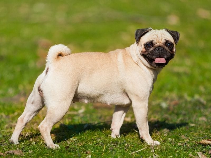 Pug Breed Guide: Care, Training and Fun Facts
