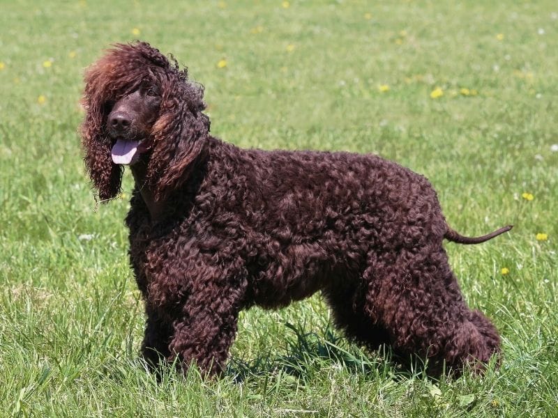 Irish Water Spaniel Dog Breed Guide: Care, training and fun facts