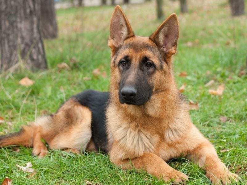German Shepherd Dog Breed Guide: Care, training and fun facts