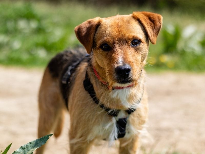 Patterdale Terrier Dog Breed Guide: Care, training and fun facts