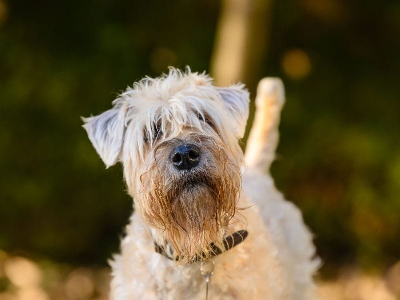 Wheaten Terrier Dog Breed Guide: Care, Training and Fun Facts