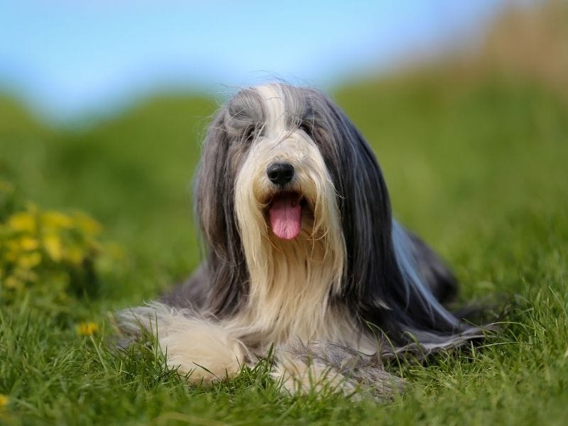 Bearded Collie breed guide: Care, training, and fun facts