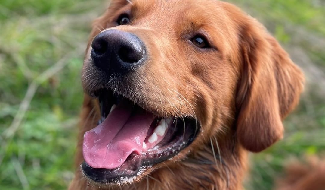 Doggy member Teddy, the Golden Retriever, wearing the happiest smile