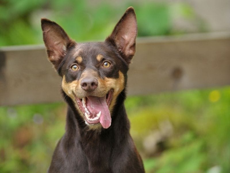 Australian Kelpie breed guide: Care, training, and fun facts