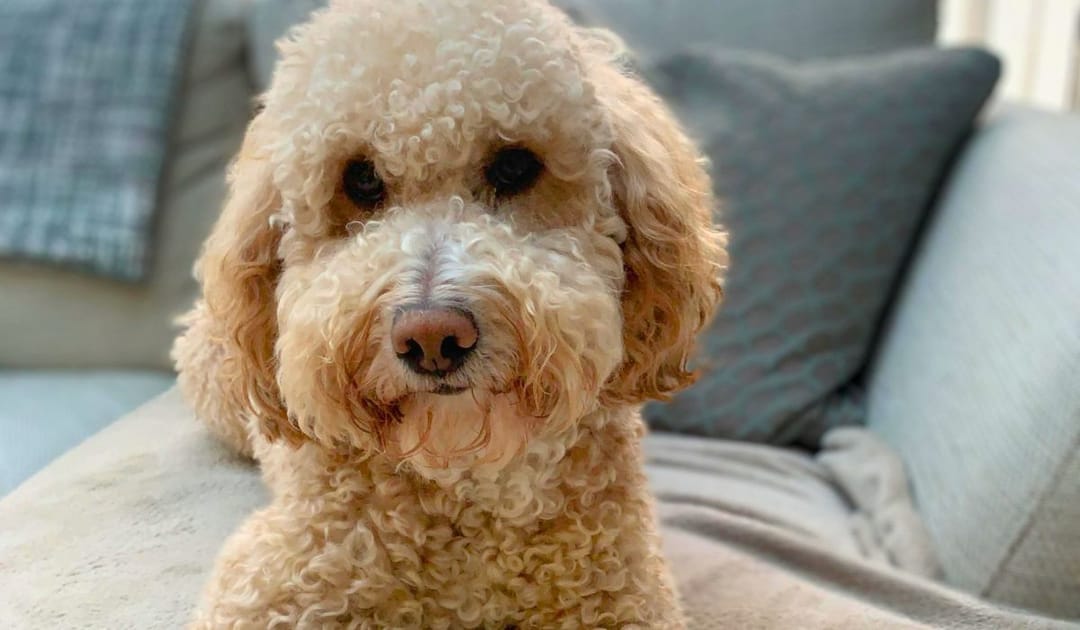 Doggy member Johnny, the Cockapoo, lying on the sofa ready for a snooze