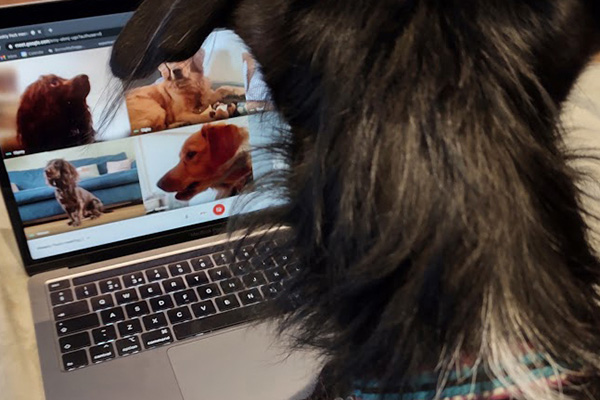 A dog working hard on a laptop, checking pictures of other dogs