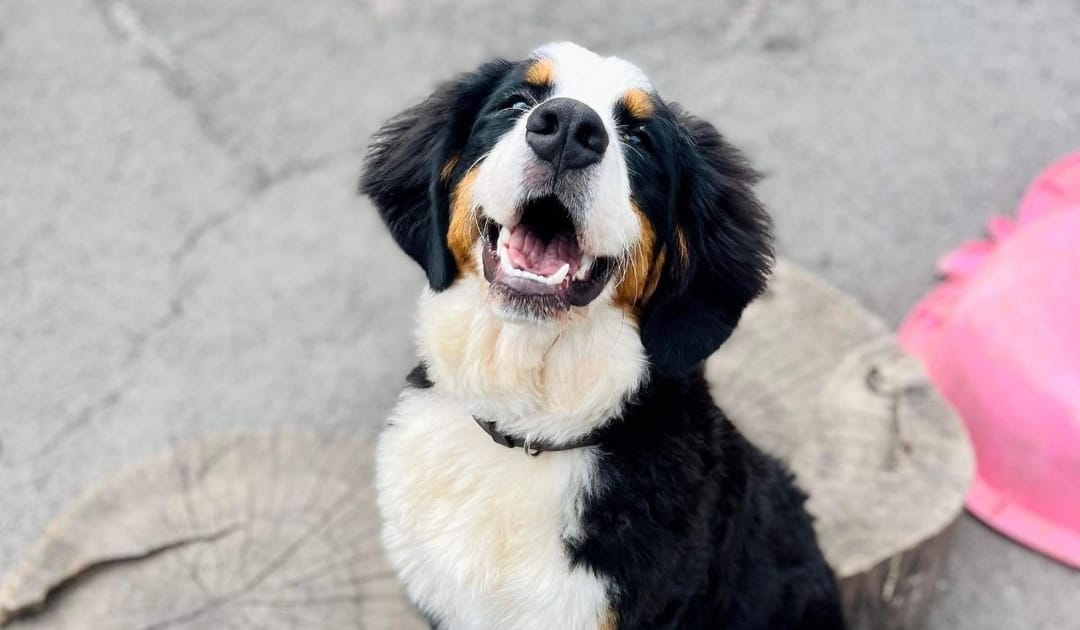 Doggy member Winnie, the Bernese Mountain Dog, enjoying an outing with her borrowers