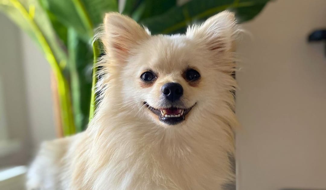Doggy member Ivy Valentine, the Pomchi, sitting in front of a luscious green house plant