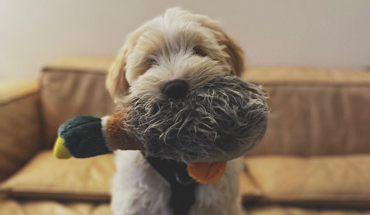 Dog Friendly places to eat in East London