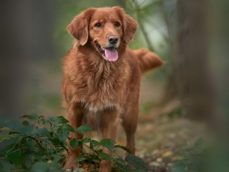 Nova Scotia Duck Tolling Retriever: Care, training and fun facts