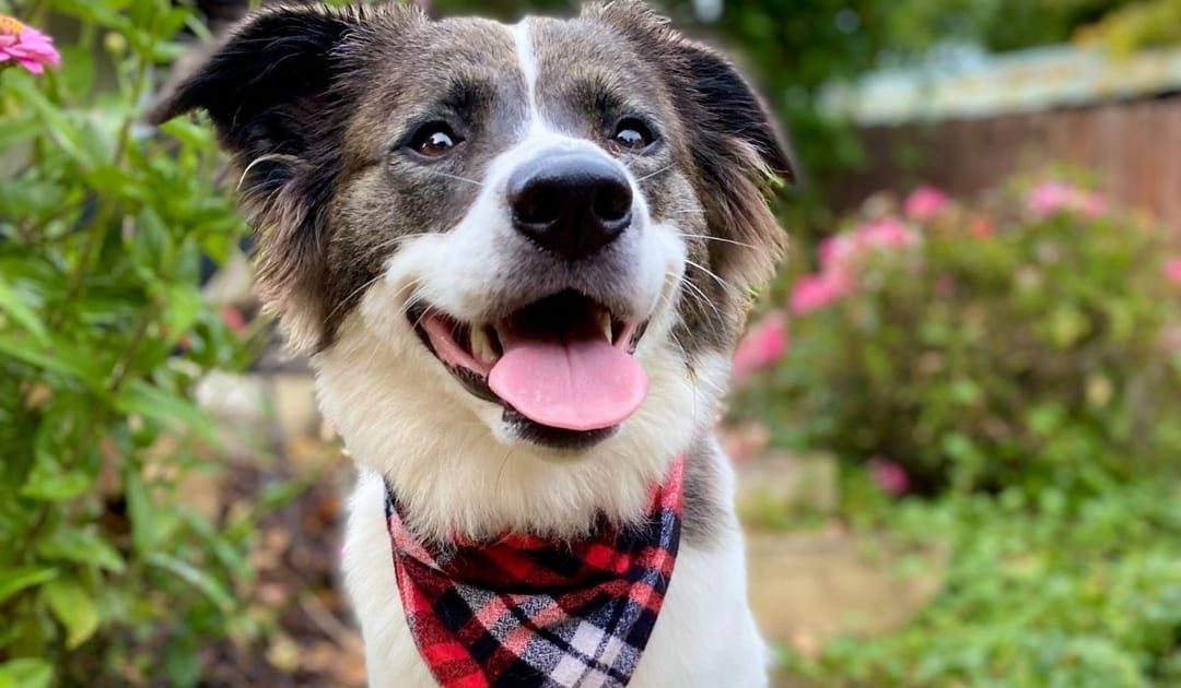 Doggy member Patchouli, the Cross Breed, posing amongst the flowers