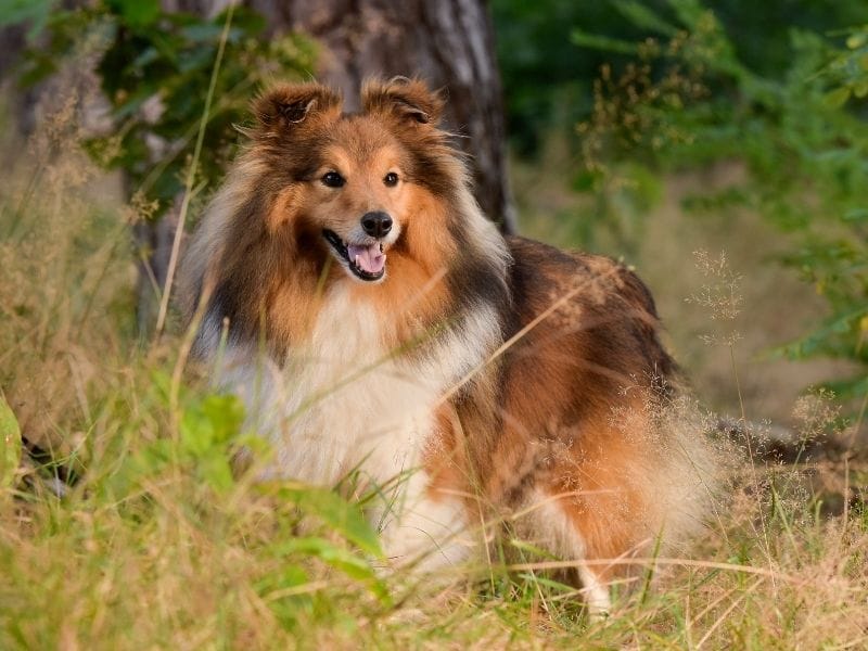 Shetland Sheepdog Dog Breed Guide: Care, training and fun facts