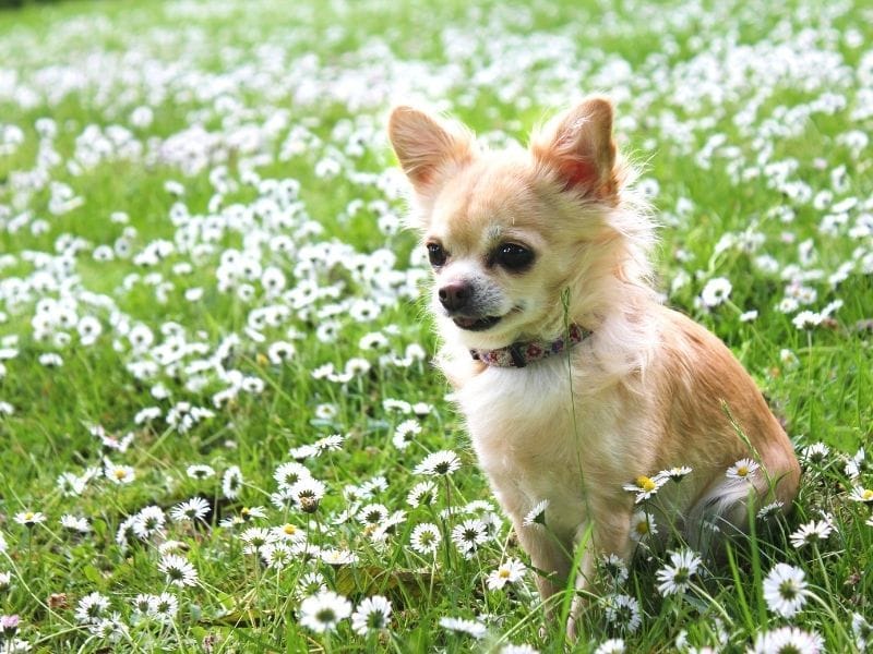 Chihuahua Dog Breed Guide: Care, training and fun facts