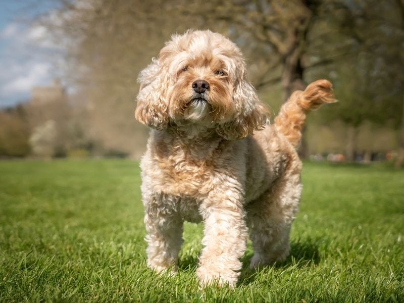 Cavapoo Dog Breed Guide: Care, training and fun facts