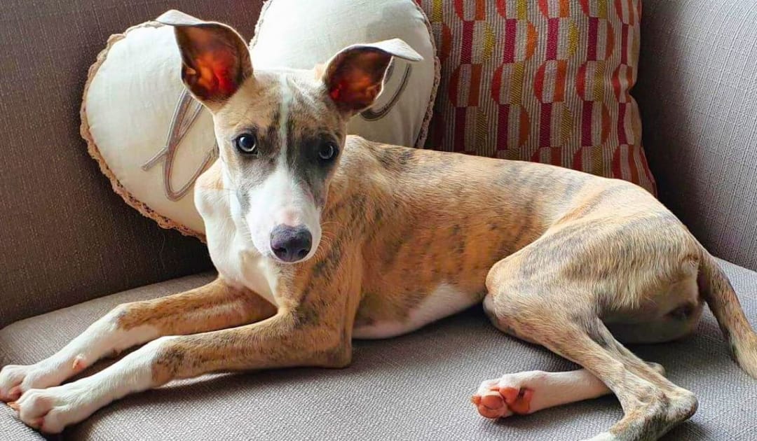 Doggy member Willow, the Whipper, chilling on the sofa waiting for her dinner